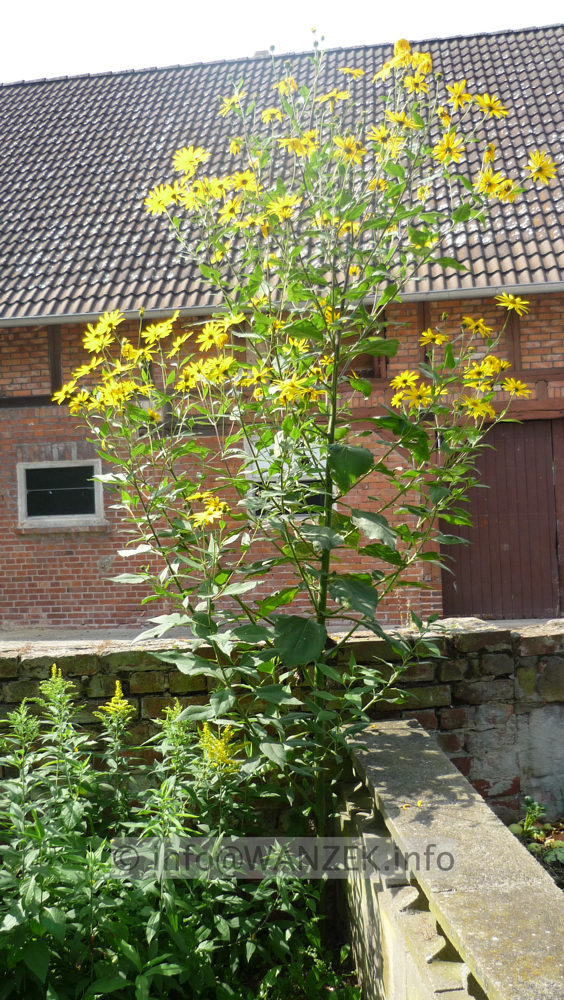 Helianthus tuberosus - Topinambur Sol in Bluete.JPG